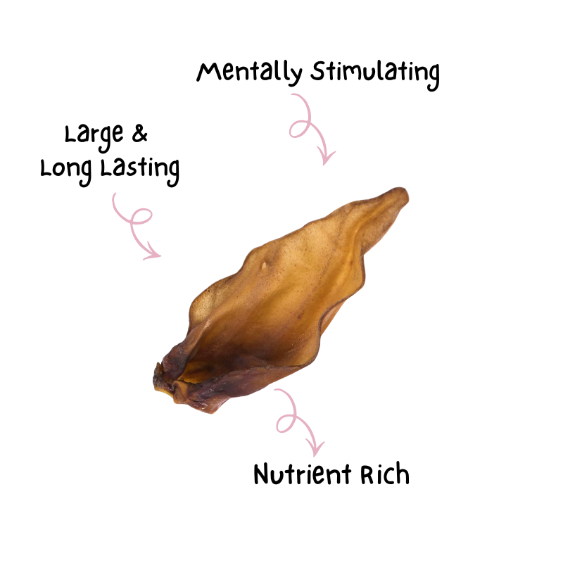 Jumbo Buffalo Ear