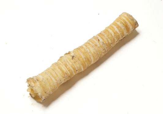 Long Trachea
