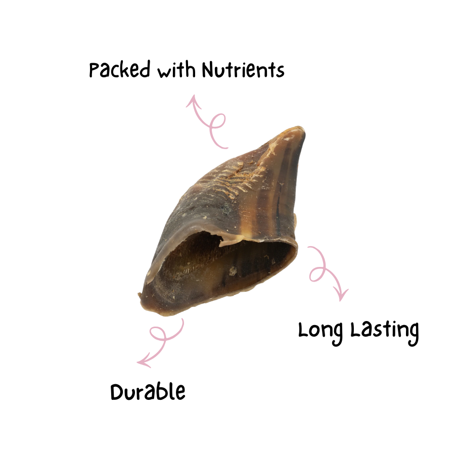 Cow Hooves/Hoofs