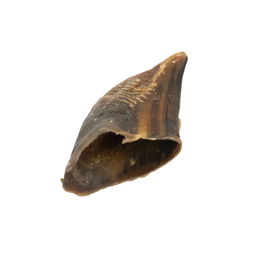 Cow Hooves/Hoofs